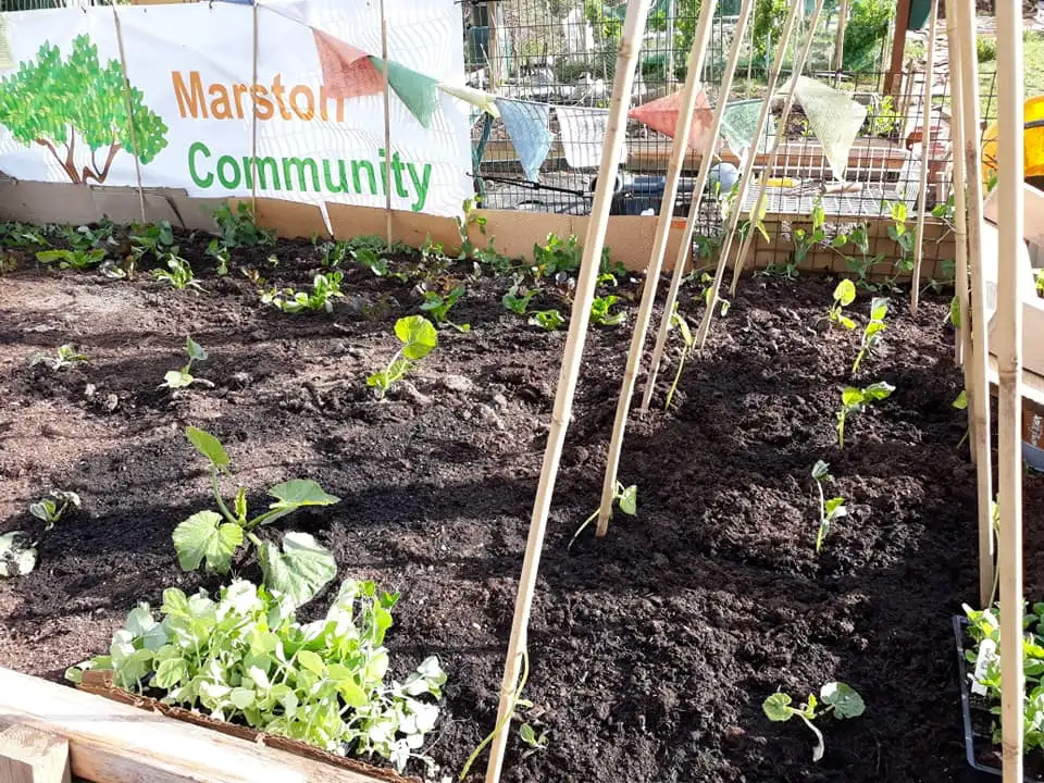 new seedlings are growing in a raised bed; in the background, a sign says "Marston Community"